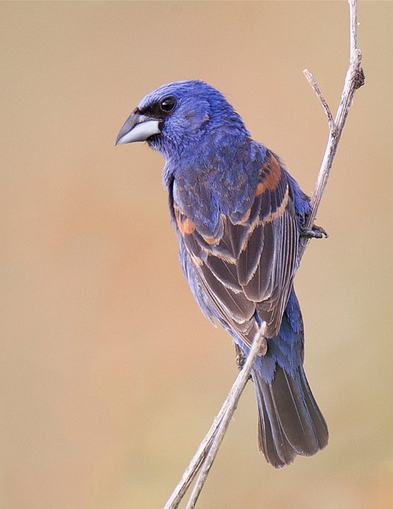 _4SB7499 blue grosbeak.jpg